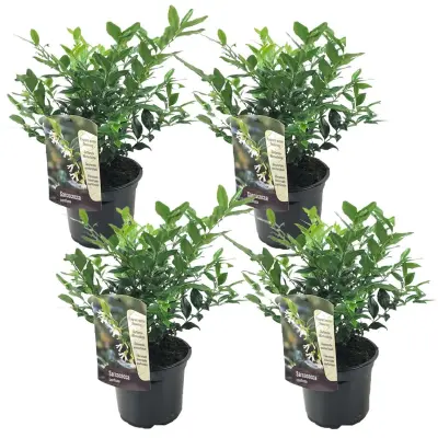 Sarkokoka - 4 kos - Sarcococca 'Confusa' - Višina 30-40cm - ⌀17cm