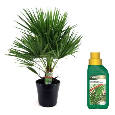Evropska palma - Chamaerops humilis - Višina 70-80cm - ⌀21cm
