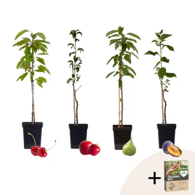 Mešanica sadnega drevja - 4 kos - Malus, Pryus, Prunus - Višina 60-70cm - ⌀9cm