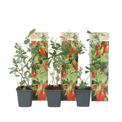 Goji jagode - 3 kos - Lycium barbarum - Višina 25-40cm - ⌀9cm