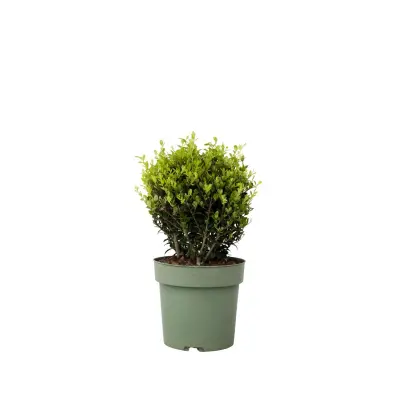 Japonska bodika - Ilex crenata 'Jenny' - Višina 30-40cm - ⌀17cm