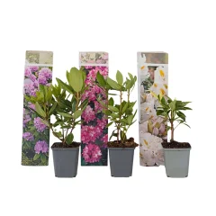 Rododendron - 3 kos - Rhododendron catawbiense - Višina 25-40cm - ⌀9cm