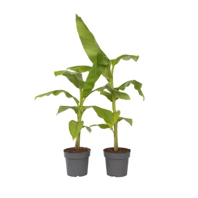 Japonski bananovec - 2 kos - Musa basjoo - Višina 55-70cm - ⌀21cm