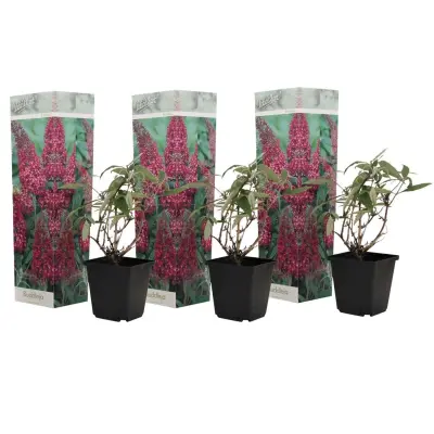 Davidov metuljnik - 3 kos - Buddleja davidii 'Pink Delight' - V25-40cm - ⌀9cm
