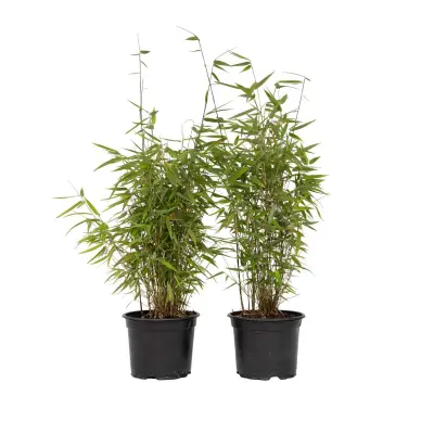 Bambus - 4 kos - Fargesia nitida 'Red Dragon' - Višina 60-80cm - ⌀17cm