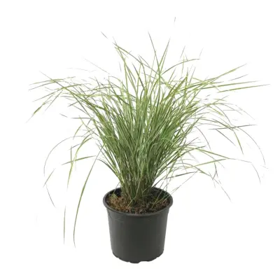 Šašulica - Calamagrostis acutiflora x 'Overdam' - Višina 20-30cm - ⌀23cm