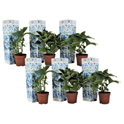 Hortenzija - 6 kos - Hydrangea macrophylla 'Bavaria' - Višina 25-40cm - ⌀9cm