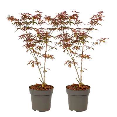 Japonski javor - 2 kos - Acer palmatum 'Starfish' - Višina 60-70cm - ⌀19cm