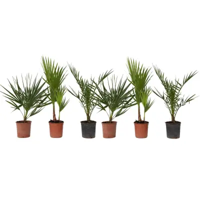 Vrtne palme - 6 kos - Phoenix,Chamaerops,Washingtonia - Višina 50-70cm - ⌀15cm