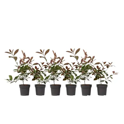 Fotinija - 6 kos - Photinia fraseri 'Red Robin' - Višina 30-40cm - ⌀17cm