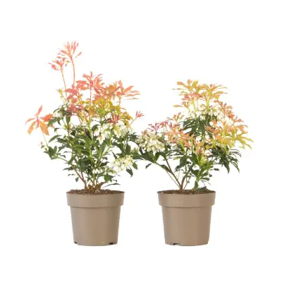 Japonski Pieris - 2 kos - Pieris 'Forest Flame' - Višina 25-40cm - ⌀17cm