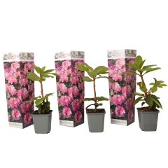 Rododendron - 3 kos - Rhododendron roseum 'elegans pink' - Višina 25-40cm - ⌀9cm