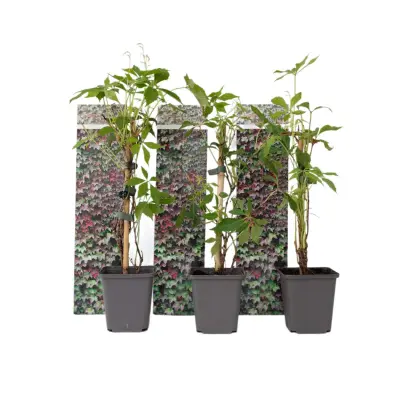 Navadna divja trta - 3 kos - Parthenocissus quinquefolia - Višina 25-40cm - ⌀9cm