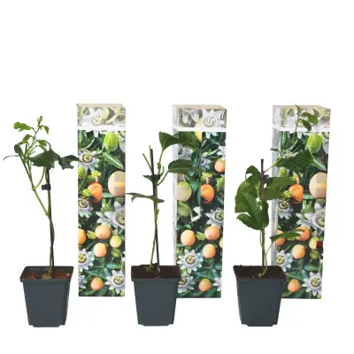Pasijonka - 3 kos - Passiflora edulis 'Frederick' - Višina 25-40cm - ⌀9cm