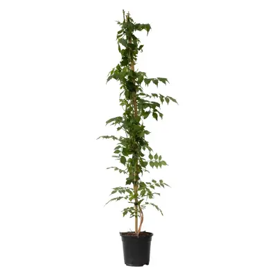 Jasminova troblja - Campsis taglibuana 'Mme Galen' - Višina 110-120cm - ⌀17cm