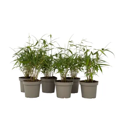 Bambus - 6 kos - Fargesia scabrida 'Asian Wonder' - Višina 25-40cm - ⌀13cm