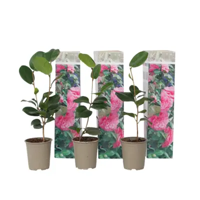 Japonska kamelija - 3 kos - Camellia 'Bonomiana' - Višina 25-40cm - ⌀9cm