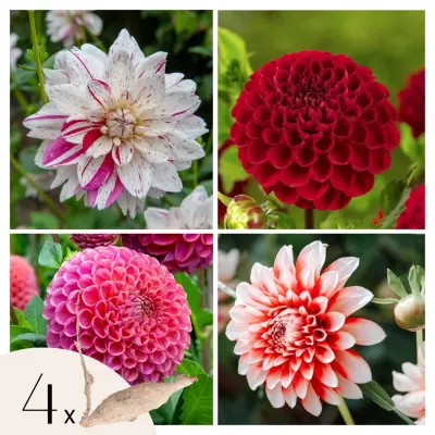 Korenine dalije - 4 kos - Dahlia 'Bouqet Sunset' - Cvetne čebulice
