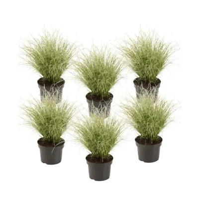 Šaš - 6 kos - Carex 'Amazon Mist' - Višina 15-25cm - ⌀10,5cm