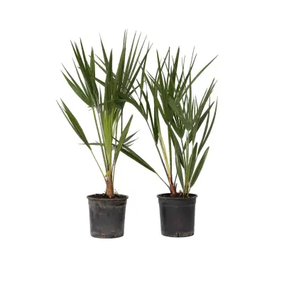 Evropska palma - 2 kos - Chamaerops humilis - Višina 50-60cm - ⌀15cm