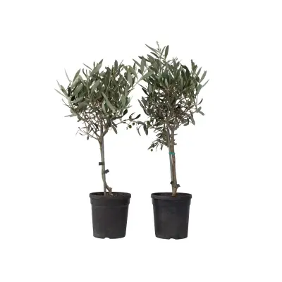 Oljka - 2 kos - Olea europaea - Višina 50-60cm - ⌀14cm