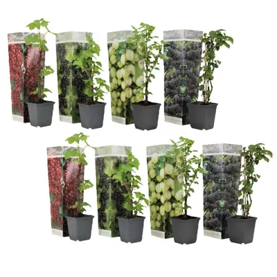 Mešanica jagodičja - 8 kos - Rubus, rubrum, Uva, Fructosus - V25-40cm - ⌀9cm