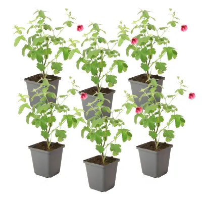 Slezenovec - 6 kos - Anisodontea capensis 'El Rayo' - Višina 25-40cm - ⌀9cm