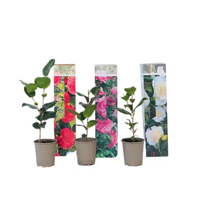 Japonska kamelija - 3 kos - Camellia japonica - Višina 25-40cm - ⌀9cm