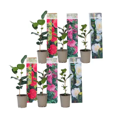 Japonska kamelija - 6 kos - Camellia japonica - Višina 25-40cm - ⌀9cm