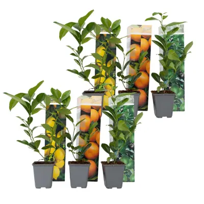 Mešanica citrusov - 6 kos - Citrus limon - Višina 25-40cm - ⌀9cm