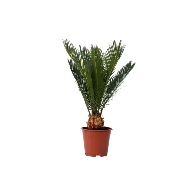 Cikas palma - Cycas revoluta - Višina 45-60cm - ⌀15cm
