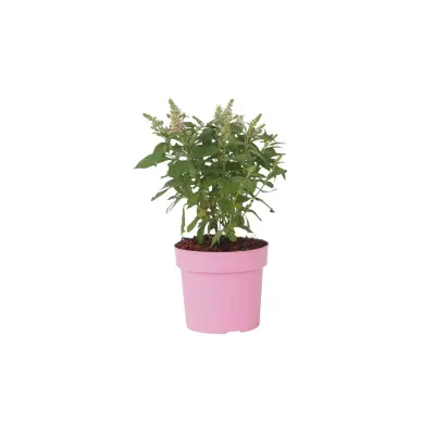 Davidov metuljnik - Buddleja davidii 'Candy' - Višina 30-40cm - ⌀19cm
