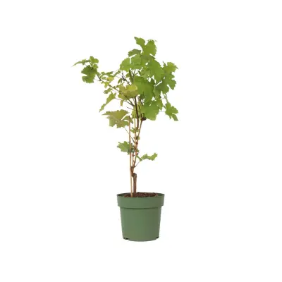 Vinska trta - Vitis vinifera 'Himrod' - Višina 60-75cm - ⌀21cm