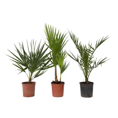 Vrtne palme - 3 kos - Phoenix,Chamaerops,Washingtonia - Višina 50-70cm - ⌀15cm