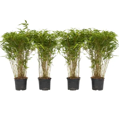 Bambus - 4 kos - Fargesia nitida 'Gansu' - Višina 50-70cm - ⌀17cm