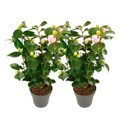 Japonska kamelija - 2 kos - Camellia japonica 'Bonomiana' - V50-60cm - ⌀15cm