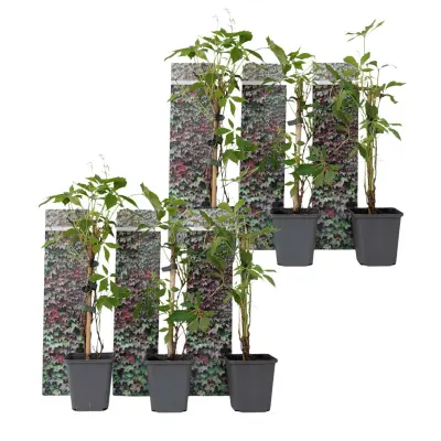 Navadna divja trta - 6 kos - Parthenocissus quinquefolia - Višina 25-40cm - ⌀9cm