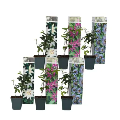 Pasijonka - 6 kos - Passiflora hybridum - Višina 25-40cm - ⌀9cm