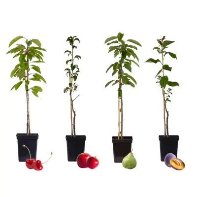 Mešanica sadnega drevja - 4 kos - Malus, Pryus, Prunus - Višina 60-70cm - ⌀9cm