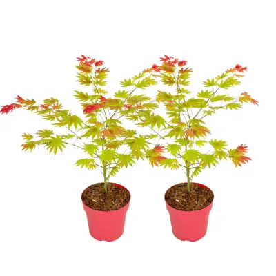 Japonski javor - 2 kos - Acer palmatum 'Moonrise' - Višina 40-50cm - ⌀19cm