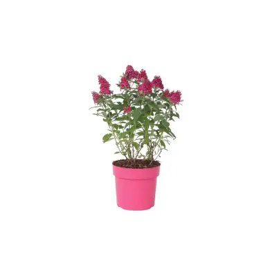 Davidov metuljnik - Buddleja davidii 'Candy' - Višina 30-40cm - ⌀19cm
