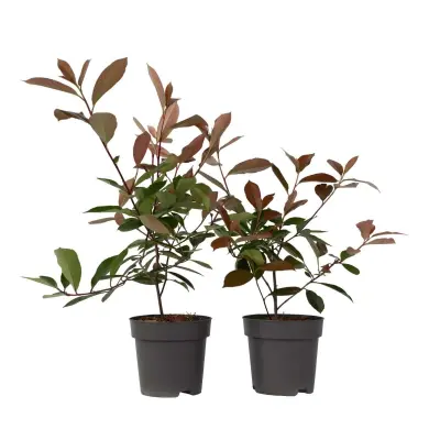 Fotinija - 2 kos - Photinia fraseri 'Red Robin' - Višina 30-40cm - ⌀17cm