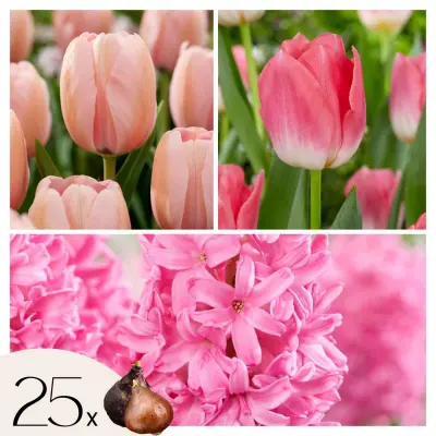 Cvetne čebulice 'Pink Blush' - 25 kos - Tulipa, Hyacinthus - Cvetne čebulice