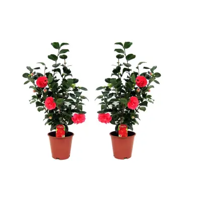 Japonska kamelija - 2 kos - Camellia japonica 'Lady Campbell' - V60-70cm - ⌀19cm