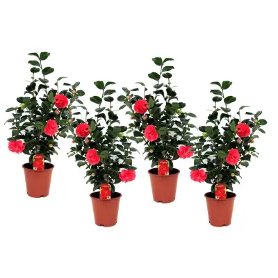 Japonska kamelija - 4 kos - Camellia japonica 'Lady Campbell' - V60-70cm - ⌀19cm