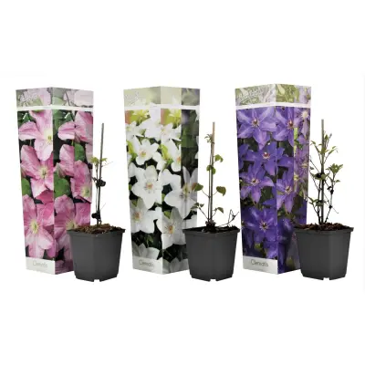 Srobot - 3 kos - Clematis hybrid - Višina 25-40cm - ⌀9cm