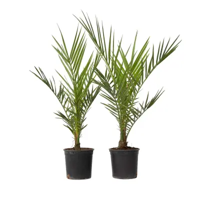 Kanarski datljevec - 2 kos - Phoenix canariensis - Višina 50-60cm - ⌀15cm