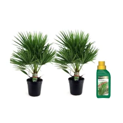 Evropska palma - 2 kos - Chamaerops humilis - Višina 70-80cm - ⌀21cm