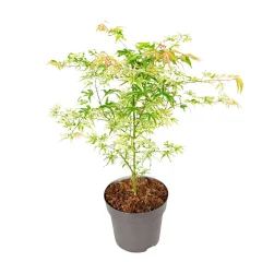 Japonski javor - Acer palmatum 'Ukigumo' - Višina 50-60cm - ⌀19cm
