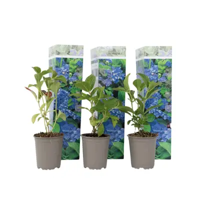 Hortenzija - 3 kos - Hydrangea macrophylla 'Early Blue' - Višina 25-40cm - ⌀9cm